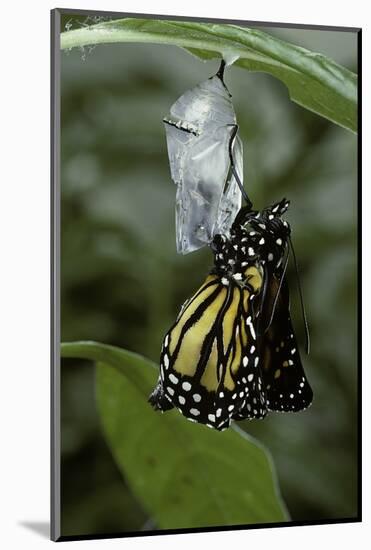 Danaus Plexippus (Monarch Butterfly) - Emerged from Pupa-Paul Starosta-Mounted Photographic Print