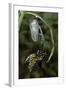 Danaus Plexippus (Monarch Butterfly) - Emerged from Pupa-Paul Starosta-Framed Photographic Print