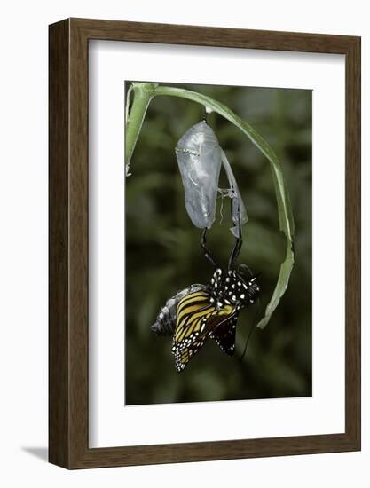 Danaus Plexippus (Monarch Butterfly) - Emerged from Pupa-Paul Starosta-Framed Photographic Print