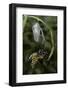 Danaus Plexippus (Monarch Butterfly) - Emerged from Pupa-Paul Starosta-Framed Photographic Print