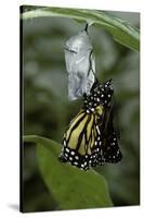 Danaus Plexippus (Monarch Butterfly) - Emerged from Pupa-Paul Starosta-Stretched Canvas