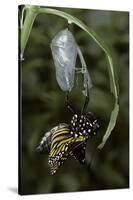 Danaus Plexippus (Monarch Butterfly) - Emerged from Pupa-Paul Starosta-Stretched Canvas