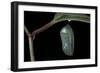 Danaus Plexippus (Monarch Butterfly) - Pupa-Paul Starosta-Framed Photographic Print