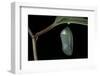 Danaus Plexippus (Monarch Butterfly) - Pupa-Paul Starosta-Framed Photographic Print