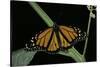 Danaus Plexippus (Monarch Butterfly)-Paul Starosta-Stretched Canvas