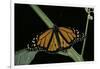 Danaus Plexippus (Monarch Butterfly)-Paul Starosta-Framed Photographic Print