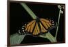 Danaus Plexippus (Monarch Butterfly)-Paul Starosta-Framed Photographic Print