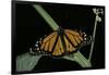 Danaus Plexippus (Monarch Butterfly)-Paul Starosta-Framed Photographic Print