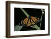 Danaus Plexippus (Monarch Butterfly)-Paul Starosta-Framed Photographic Print