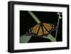 Danaus Plexippus (Monarch Butterfly)-Paul Starosta-Framed Photographic Print