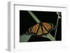 Danaus Plexippus (Monarch Butterfly)-Paul Starosta-Framed Photographic Print