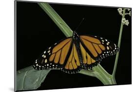 Danaus Plexippus (Monarch Butterfly)-Paul Starosta-Mounted Photographic Print