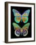 Danaus Plexippus Psychedelicus I-Tina Lavoie-Framed Giclee Print