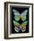 Danaus Plexippus Psychedelicus I-Tina Lavoie-Framed Giclee Print