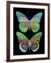 Danaus Plexippus Psychedelicus I-Tina Lavoie-Framed Giclee Print