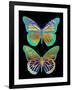 Danaus Plexippus Psychedelicus I-Tina Lavoie-Framed Giclee Print