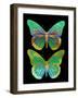 Danaus Plexippus Psychedelicus II-Tina Lavoie-Framed Giclee Print