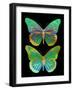 Danaus Plexippus Psychedelicus II-Tina Lavoie-Framed Giclee Print