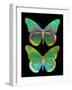 Danaus Plexippus Psychedelicus II-Tina Lavoie-Framed Giclee Print