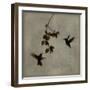 Dance in Flight II-Chris Donovan-Framed Art Print