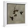 Dance in Flight II-Chris Donovan-Framed Art Print