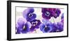 Dance of Pansies-Jenny Thomlinson-Framed Art Print