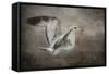 Dance of the Lone Gull-Jai Johnson-Framed Stretched Canvas