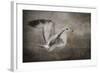 Dance of the Lone Gull-Jai Johnson-Framed Giclee Print