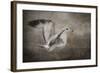 Dance of the Lone Gull-Jai Johnson-Framed Giclee Print
