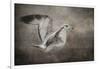 Dance of the Lone Gull-Jai Johnson-Framed Giclee Print