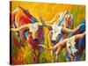 Dance Of The Longhorns-Marion Rose-Stretched Canvas
