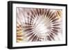 Dance of the Rays II-Eva Watts-Framed Art Print