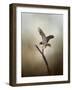 Dance of the Redtail-Jai Johnson-Framed Giclee Print