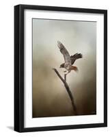 Dance of the Redtail-Jai Johnson-Framed Giclee Print