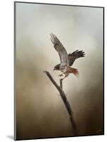 Dance of the Redtail-Jai Johnson-Mounted Giclee Print