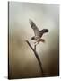 Dance of the Redtail-Jai Johnson-Stretched Canvas