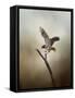 Dance of the Redtail-Jai Johnson-Framed Stretched Canvas