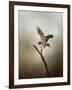 Dance of the Redtail-Jai Johnson-Framed Giclee Print