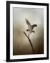 Dance of the Redtail-Jai Johnson-Framed Giclee Print