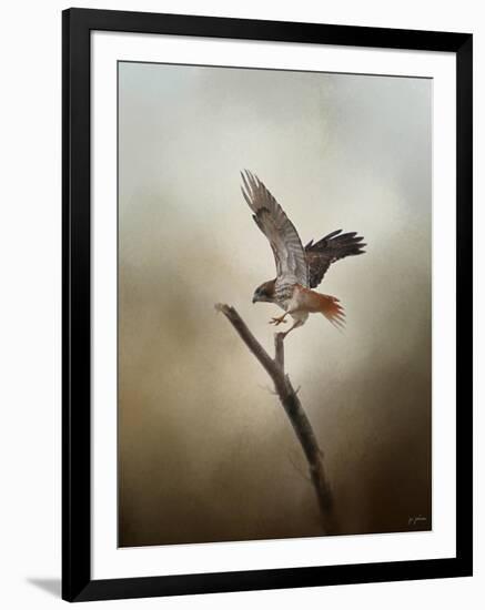 Dance of the Redtail-Jai Johnson-Framed Giclee Print