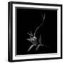 Dance With Me, She Said ...-Yvette Depaepe-Framed Photographic Print