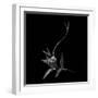 Dance With Me, She Said ...-Yvette Depaepe-Framed Photographic Print