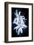 Dance With Me-Philippe Sainte-Laudy-Framed Photographic Print