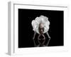 Dance-Natalia Baras-Framed Premium Photographic Print