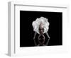 Dance-Natalia Baras-Framed Photographic Print