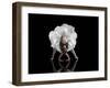 Dance-Natalia Baras-Framed Photographic Print