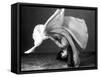 Dancer's Cartwheel, 1940-Science Source-Framed Stretched Canvas