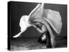 Dancer's Cartwheel, 1940-Science Source-Stretched Canvas