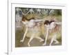 Dancers Bending Down-Edgar Degas-Framed Giclee Print