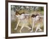 Dancers Bending Down-Edgar Degas-Framed Giclee Print